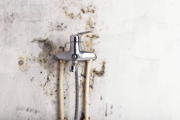 Best Black Mold Removal  in Montrose, VA