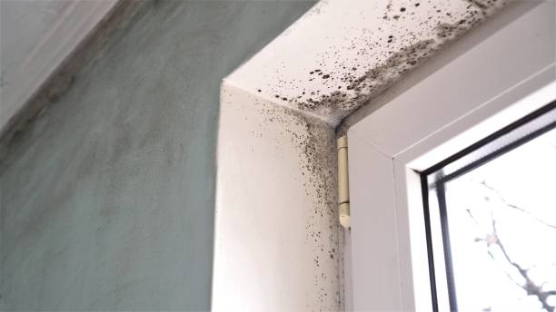 Best Mold Remediation Services  in Montrose, VA