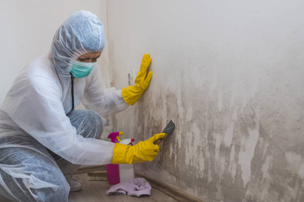 Best Office Mold Removal Services  in Montrose, VA