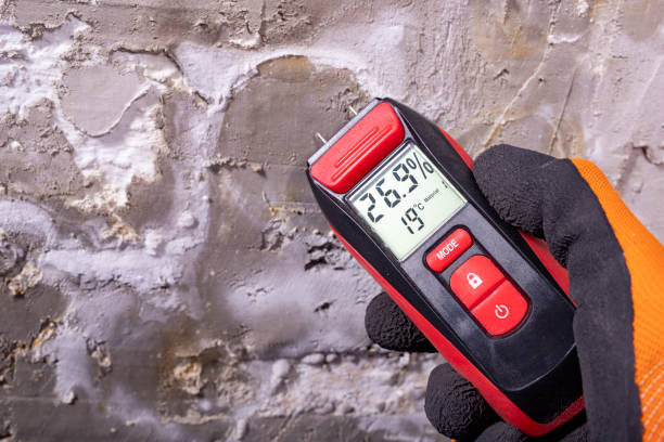 Trusted Montrose, VA Mold Removal Experts
