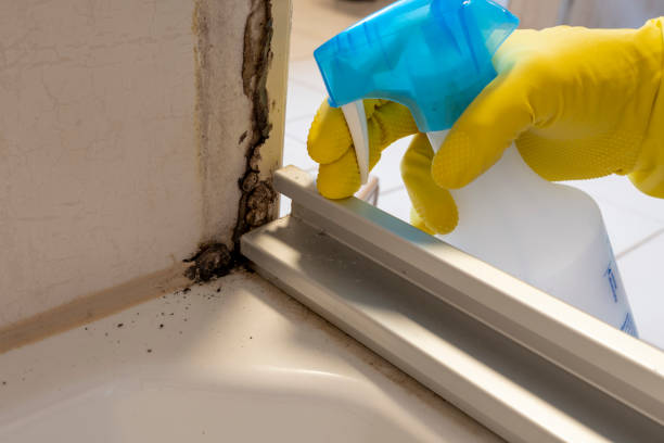 Best Local Mold Removal Service  in Montrose, VA