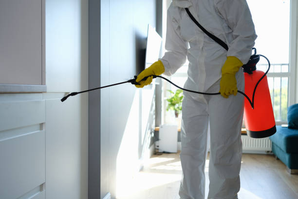 Best Fast Mold Removal  in Montrose, VA