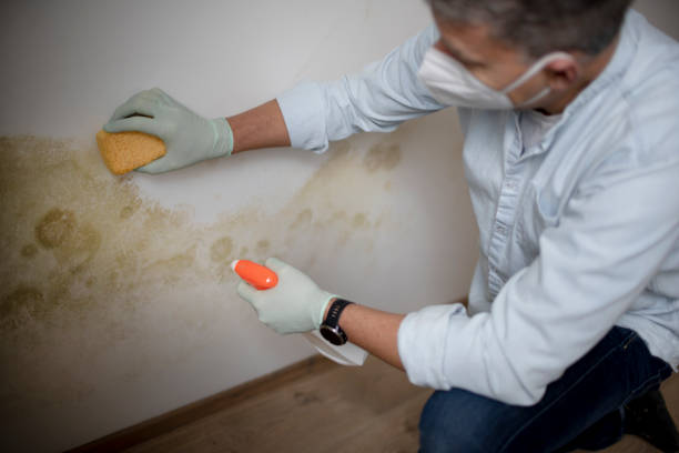 Best Mold Removal Company Near Me  in Montrose, VA