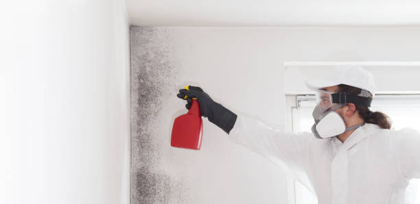 Best Best Mold Removal Companies  in Montrose, VA