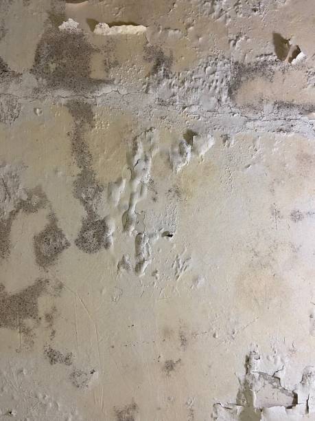 Best Attic Mold Removal  in Montrose, VA