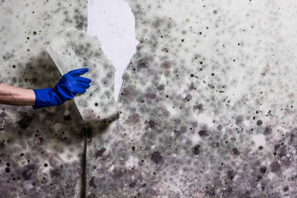 Home Mold Removal in Montrose, VA