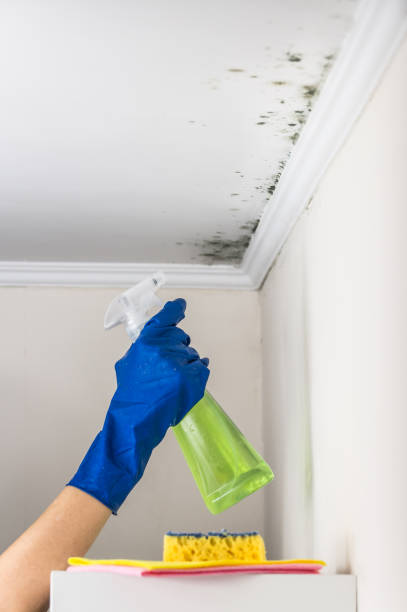 Best Emergency Mold Removal  in Montrose, VA