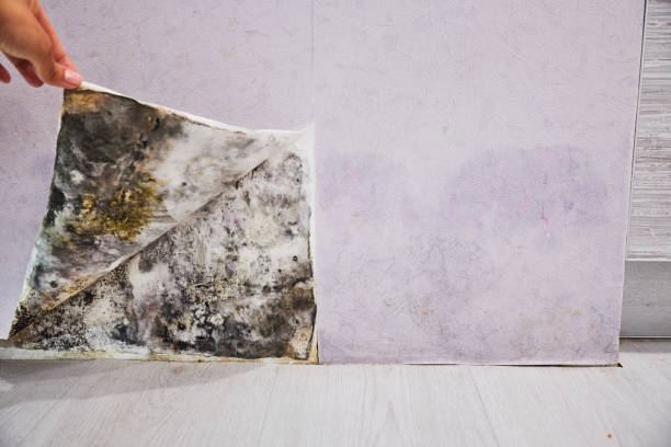 Best Affordable Mold Removal  in Montrose, VA